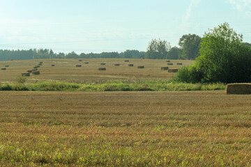 Hay bales scattered across harvested field. Golden hay bales on rural farmland after harvest with...