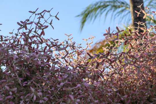 Congea tomentosa, with its pink leaves, blooms on slender stems. Its delicate flowers create a dense, airy texture that stretches towards a clear blue sky under soft, warm light
