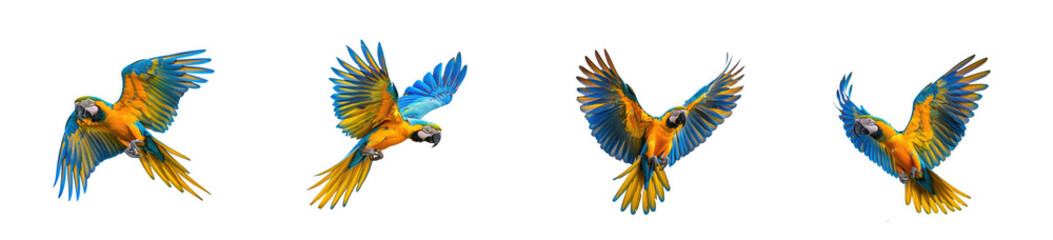 Obraz premium Beautiful Blue and Yellow Macaws Flying with Wings Spread Against a White Background isolated on transparent background