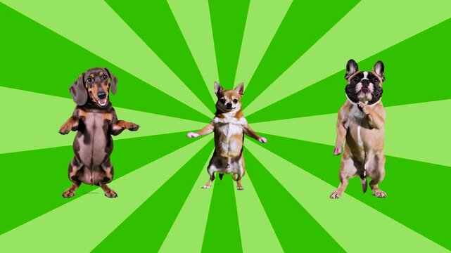 A group of dogs in dynamic dancing poses are set against a vibrant green sunburst background. This playful and energetic composition is perfect for memes, social media, entertainment, and fun video pr