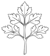 Detailed Outline of a Parsley Leaf, a Common Culinary Herb