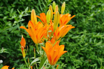 orange tiger lily,Schwertlilien © Helmut.H