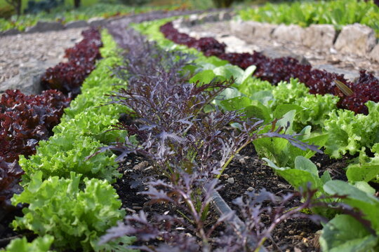 Hermosas verduras creciendo 