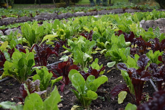 Hermosas verduras creciendo 