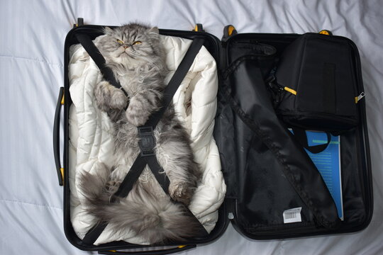 Un hermoso gatico persa quiere irse de viaje