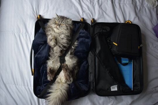 Un hermoso gatico persa quiere irse de viaje