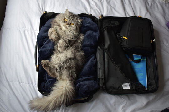 Un hermoso gatico persa quiere irse de viaje