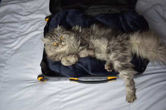 Un hermoso gatico persa quiere irse de viaje