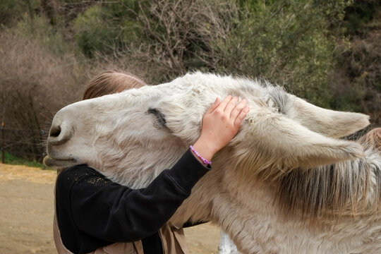Mijas, Spain, Europe. Donkeys at a local animal rescue sanctuary