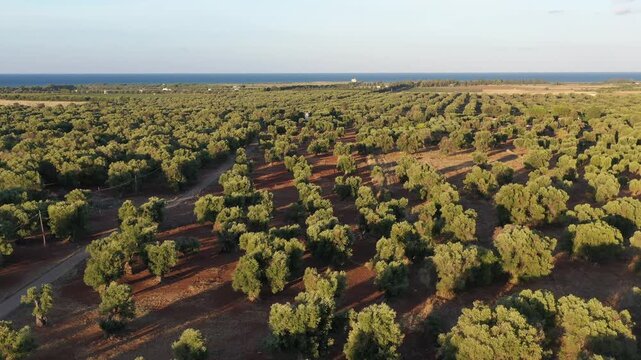 An olive grove in Puglia on a windy day