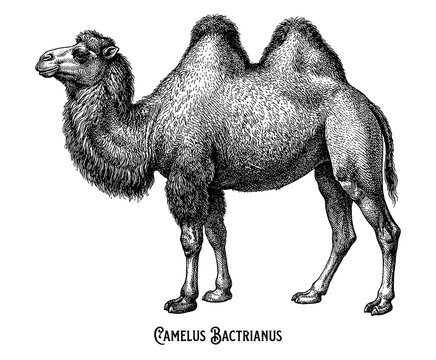 Bactrian camel profile full body in vintage engraving style