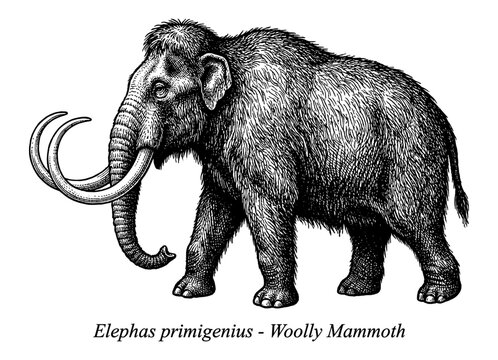 Woolly mammoth Elephas primigenius in vintage engraving style