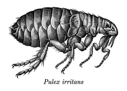 Human flea Pulex irritans profile in vintage engraving style
