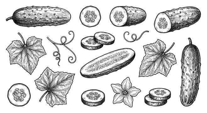 Cucumber set with leaf and flower in vintage engraving style
