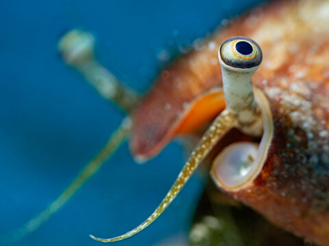 Vomer Conch Eye (Strombus Vomer)