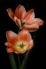 A bouquet of beautiful tulip flowers before black background