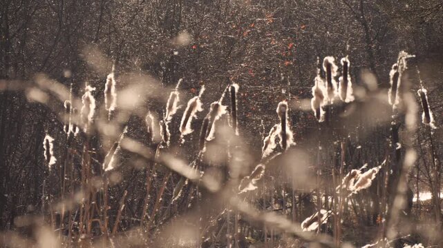 dry cattail seeds fly in the wind