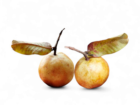 Two fresh ripe guavas on white background