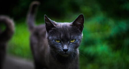 Emerald Gaze: Grey Cat Walking Through Lush Green Garden