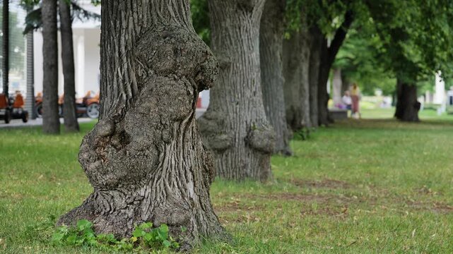 Gnarled tree trunk with large burls in a peaceful park alley