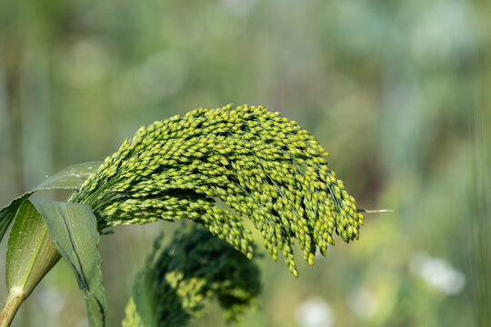 Close up of a proso millet (panicum miliaceum) plant