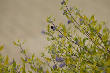 Delicate purple flowers against muted wall, urbaninspired composition of slender green leaves and tiny blossoms with soft pastel tones and textured