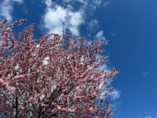 Spring cherry blossom tree against sky.