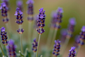 Fototapeta premium Close up of a bunch of lavender flowers in a field.