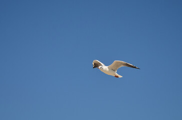 Obraz premium White seagull soar high in bright blue sky in sunny day. Nature, wild birds, seagull in flight, wildlife protection. 