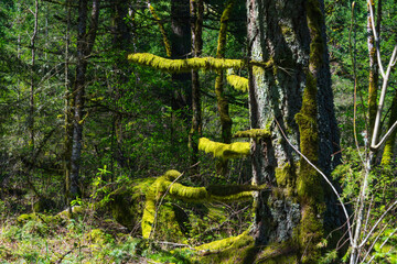 Obraz premium North Bonneville Dam Heritage Trails, Washington State