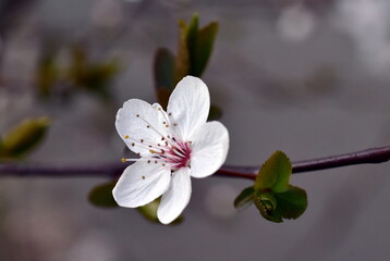 Bl&uuml;hender Schlehenzweig im Fr&uuml;hling