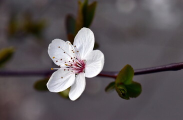 Bl&uuml;hender Schlehenzweig im Fr&uuml;hling