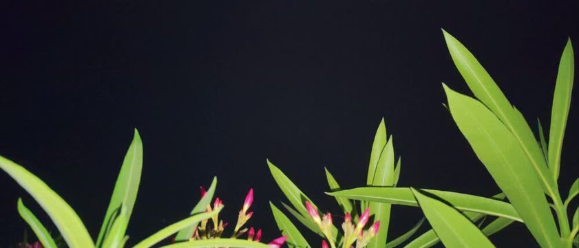 Pink oleander flower buds blooming on tropical ornamental shrub Nerium oleander