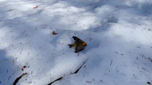 Tiny goldcrest bird with bright orange crown lying motionless on snow surface in winter forest environment near Kārsava in Latgale, Latvia
