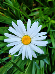 Fototapeta premium White Daisy Flower in Full Bloom with Yellow Center in a Seattle Garden