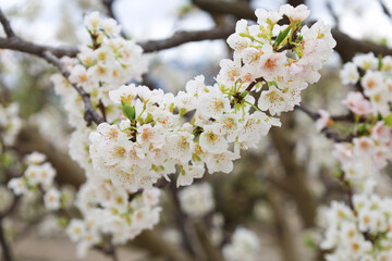Obraz premium White Cherry blossoms in the valley of Cieza town