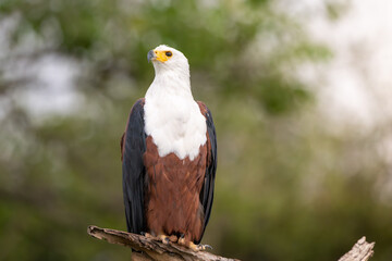 African fish eagle perched long the bank of the Chobe River.