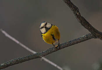 Modraszka © Andrzej