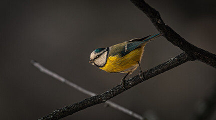 Modraszka © Andrzej