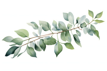 Fototapeta premium Fresh olive branch with green leaves and a bud isolated on a white background captures the natural foliage and spring freshness of a garden tree twig