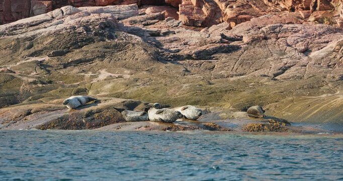 Few navy seals bask on the rocky shore at sunset in Teriberka, Murmansk region, Russia