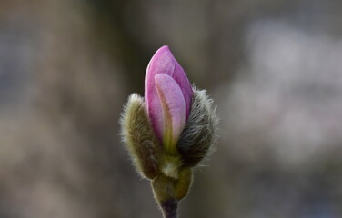 Knospe einer rosa Stern-Magnolie