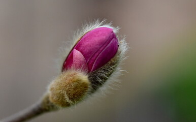 Knospe einer rosa Stern-Magnolie