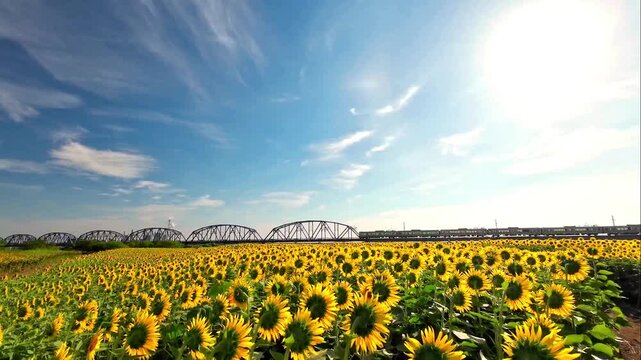 おおくま花畑のヒマワリと阿武隈川橋梁を走る電車【宮城県亘理郡亘理町】