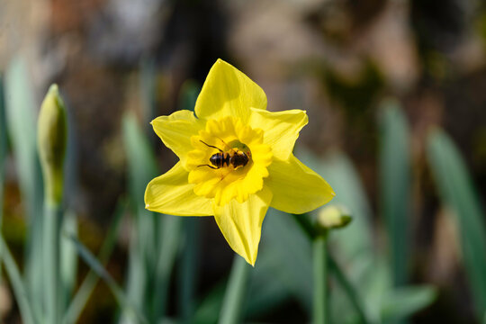 Yellow Daffodil With a Bee Enjoying Its Pollen
