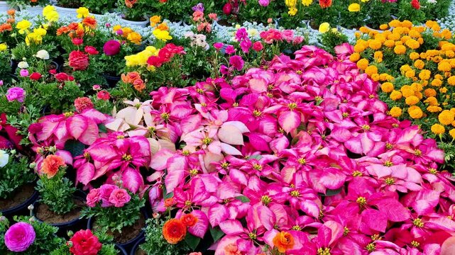 Colorful garden bed featuring pink poinsettias, bright marigolds, and vibrant ranunculus flowers arranged in decorative rows.