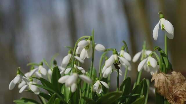 Gentle spring scene featuring a honey bee busily collecting pollen from delicate white snowdrops, with the flowers softly swaying in the breeze against a blurred forest background