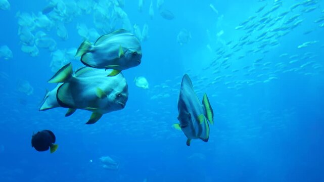 Diverse Fish Species Schooling in Crystal Aquarium Waters