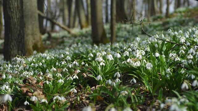 Thousands of delicate white snowdrop flowers covering the forest floor, gently swaying in the breeze during a beautiful sunny spring day with tree trunks visible in the blurred background