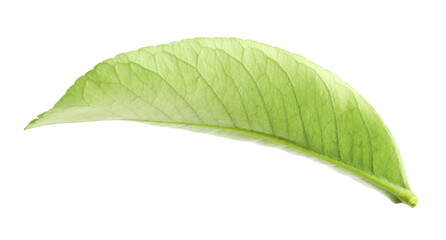 Obraz premium Fresh green leaf of citrus plant isolated on white